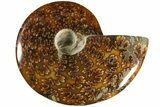 Polished Ammonite (Cleoniceras) Fossil - Madagascar #185300-1